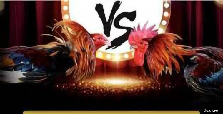 Cùng Khám Phá Thế Giới Đá Gà Z8Bet Đỉnh Cao