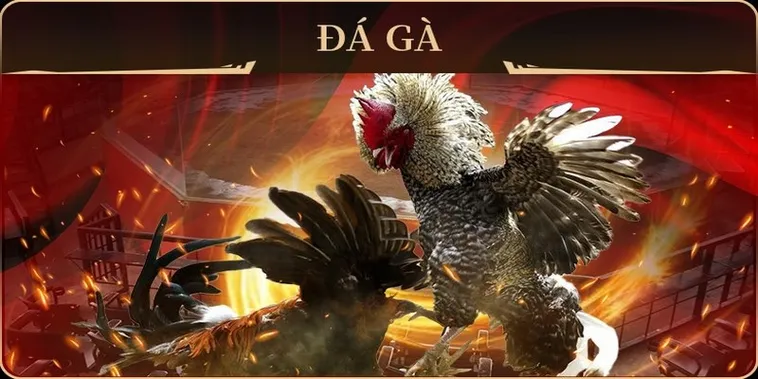Chinh Phục Sảnh Cược Đá Gà GA28 Tại Z8Bet Như Một Cao Thủ