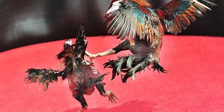 Bí Kíp Chơi Đá Gà Sabong Tại Z8Bet Từ Các Sư Kê Chuyên Nghiệp