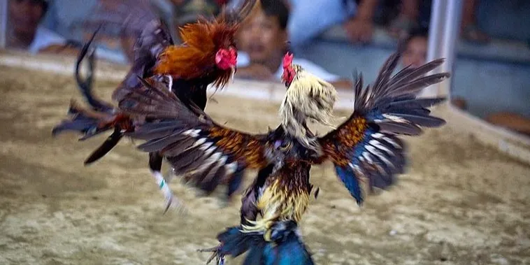 Bí Kíp Chơi Đá Gà Sabong Tại Z8Bet Từ Các Sư Kê Chuyên Nghiệp